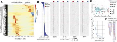 The Small RNA Universe of Capitella teleta